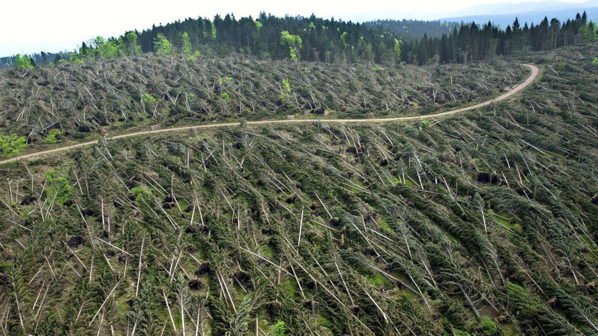 Image of a forest flattened by a storm