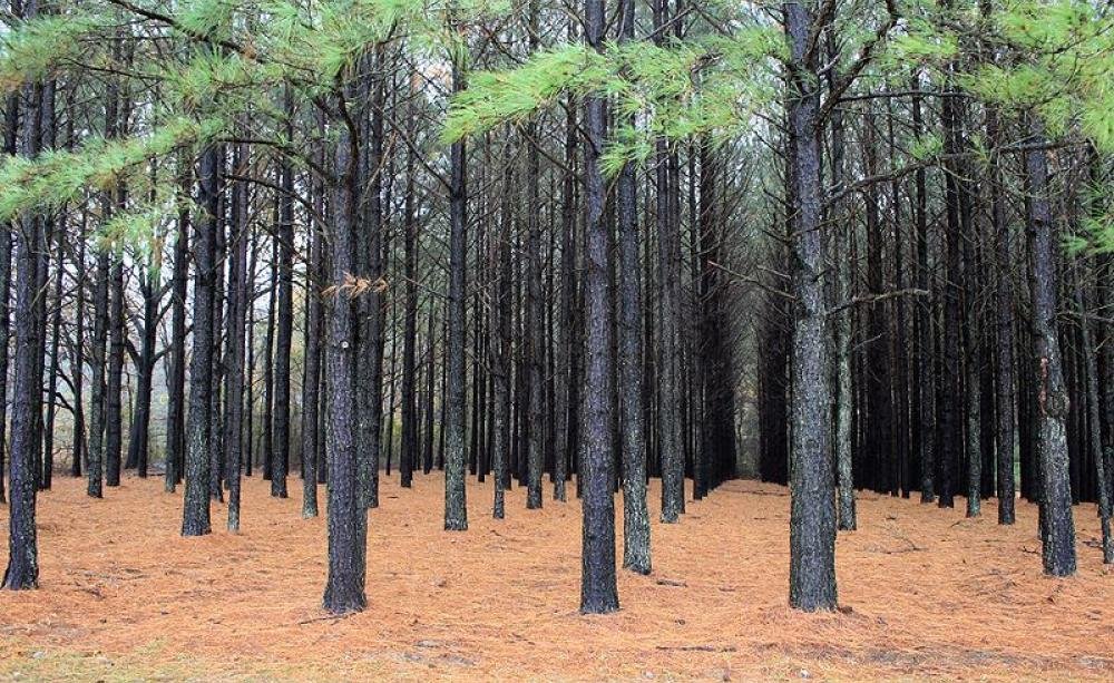 Image of a 'standard tree' planted in soldierly straight rows